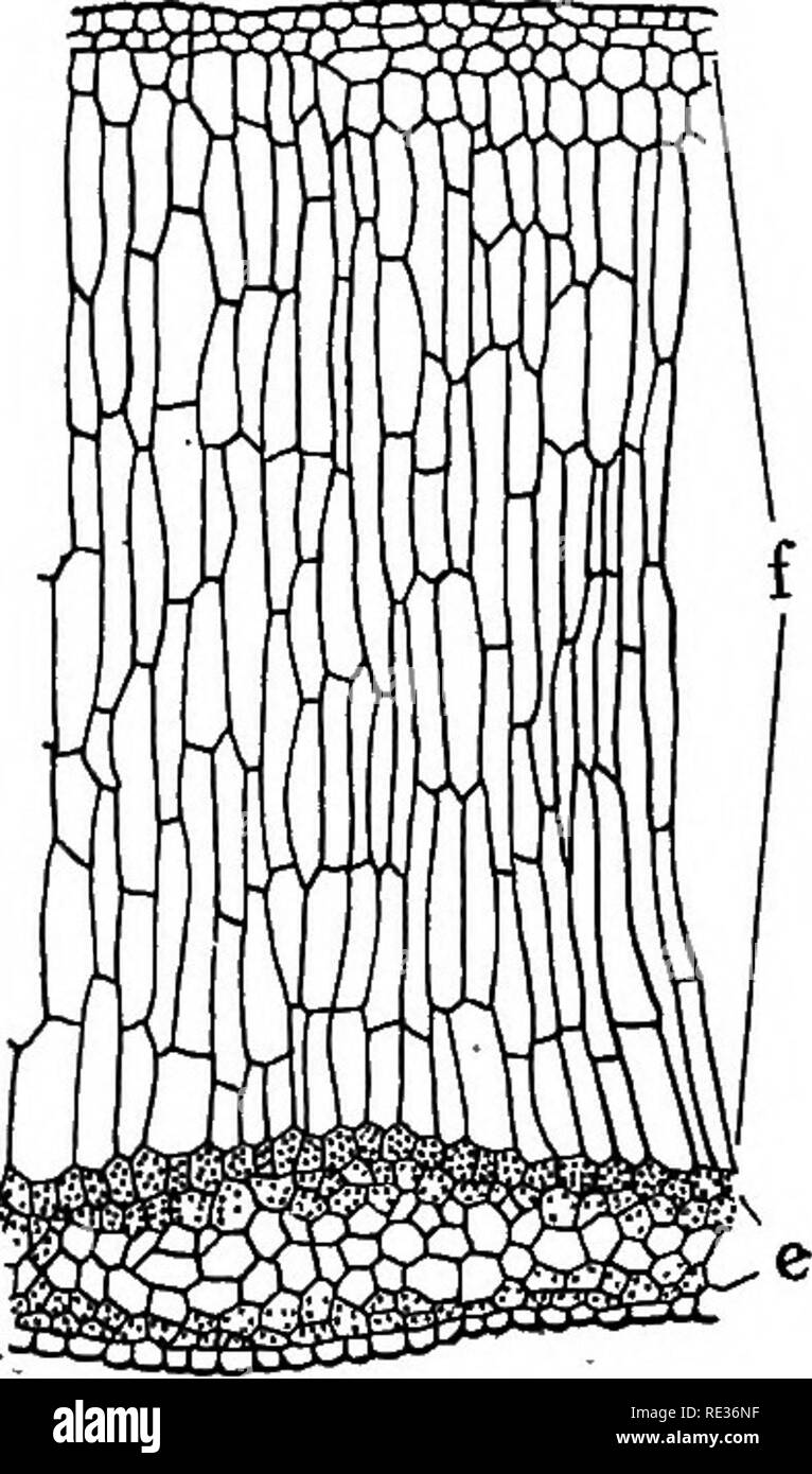 . Plant anatomy from the standpoint of the development and functions of the tissues, and handbook of micro-technic. Plant anatomy. Pig. So.—Cross section of a portion of a leaf of Indian corn. a, upper, and b, lower epidermis; c, c, palisade cells; n, border parenchyma containing starch within its chloroplasts; e, vas- cular bundle; d. d, stomata. but the parenchyma sheath on bright days is well filled with it (Fig. 80). Of course the palisade cells manufacture soluble carbohydrate abundantly, and the starch in the sheath cells doubtless represents a surplus that comes to the sheath cells from Stock Photo