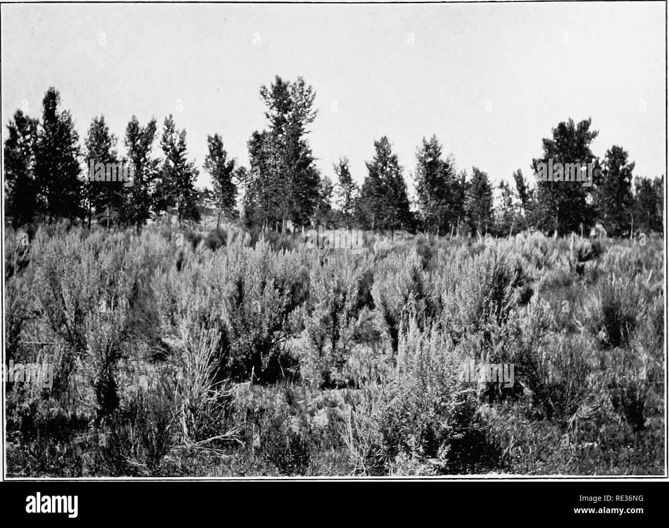 . Plant succession; an analysis of the development of vegetation. Plant ecology. •A. Artemisia-Populus-ecotone, Fallon, Nevada.. Please note that these images are extracted from scanned page images that may have been digitally enhanced for readability - coloration and appearance of these illustrations may not perfectly resemble the original work.. Clements, Frederic E. (Frederic Edward), 1874-1945. Washington, Carnegie Institution of Washington Stock Photo