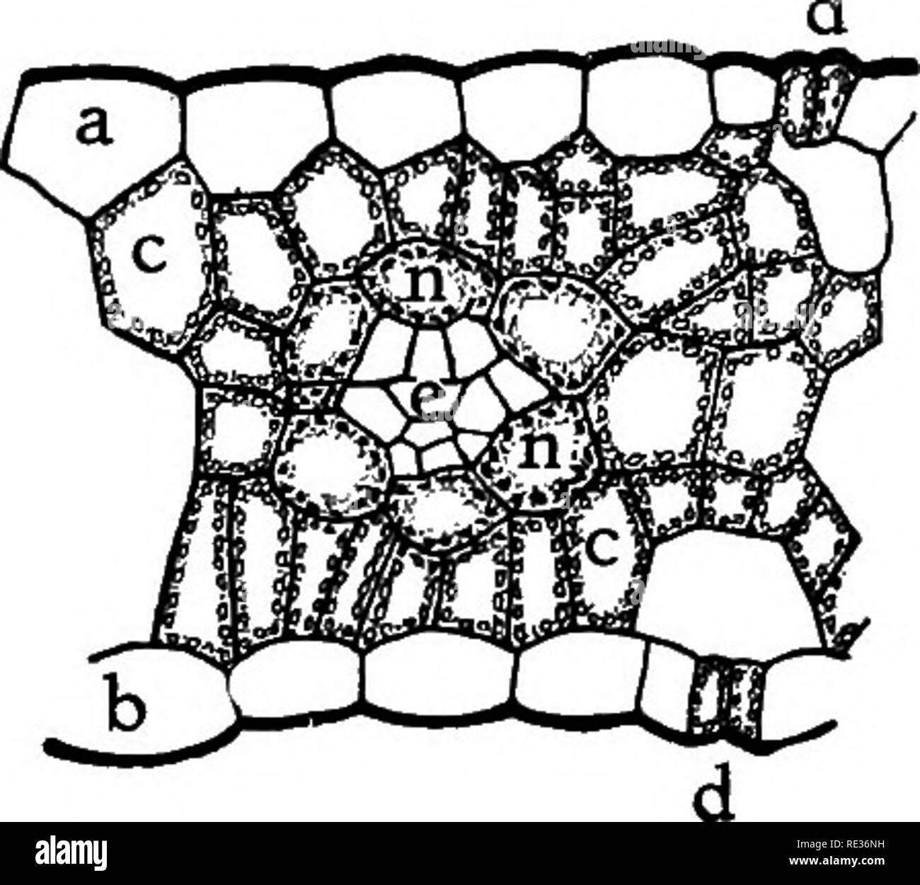 . Plant anatomy from the standpoint of the development and functions of the tissues, and handbook of micro-technic. Plant anatomy. 148 CONSTRUCTION OF PLANT'S FOOD. Pig. So.—Cross section of a portion of a leaf of Indian corn. a, upper, and b, lower epidermis; c, c, palisade cells; n, border parenchyma containing starch within its chloroplasts; e, vas- cular bundle; d. d, stomata. but the parenchyma sheath on bright days is well filled with it (Fig. 80). Of course the palisade cells manufacture soluble carbohydrate abundantly, and the starch in the sheath cells doubtless represents a surplus t Stock Photo