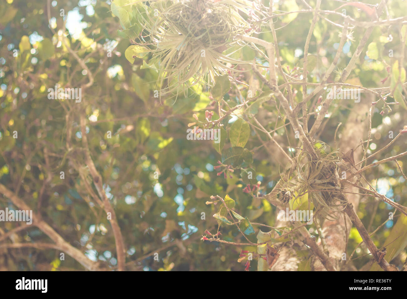 Indian spiced clove, Indian carnation on tree (Syzygium aromaticum