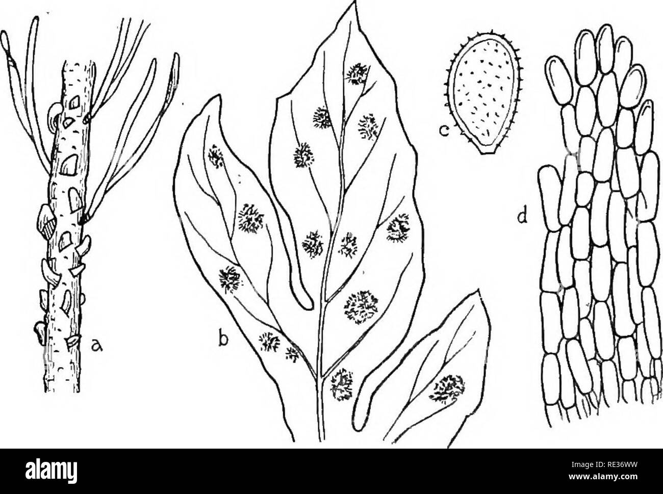. The British rust fungi (Uredinales) their biology and classification. Rust fungi. 314 CEONAETIUM C. flaccidwm Wint. Pilze, i. 236 (1884). Plowr. Ured. p. 254. Sacc. Syll. vii. 598. Peridermium Cornui Kleb. Zeitschr. f. Pflauzenkr. 1892, ii. 269, pi. 5, f. 2. -^cidiospores. Jilcidia (P. Cornui) erumpent from the bark, forming large reddish-yellow bladders, generally occupying a portion of a branch in large numbers; spores ellipsoid, 22—26 X 16—20/x; epispore 3—4&gt; fi thick, verrucose, thinner on part of its surface and there smooth or somewhat reticulate. Uredospores. Sori small, pustular,  Stock Photo