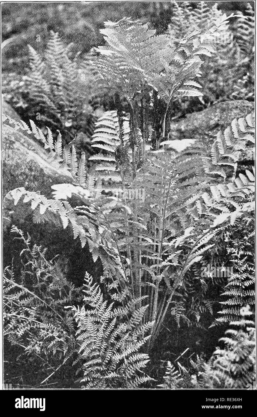 . Fundamentals of botany. Botany. i6o STEUCTUB-E AND LIFE HISTORIES. Fig. 120.—Clayton's fern {Osmunda Claytoniana), showing sporophylls in the center, surrounded by foliage leaves.. Please note that these images are extracted from scanned page images that may have been digitally enhanced for readability - coloration and appearance of these illustrations may not perfectly resemble the original work.. Gager, C. Stuart (Charles Stuart), 1872-1943. Philadelphia, P. Blakiston's son &amp; co. Stock Photo