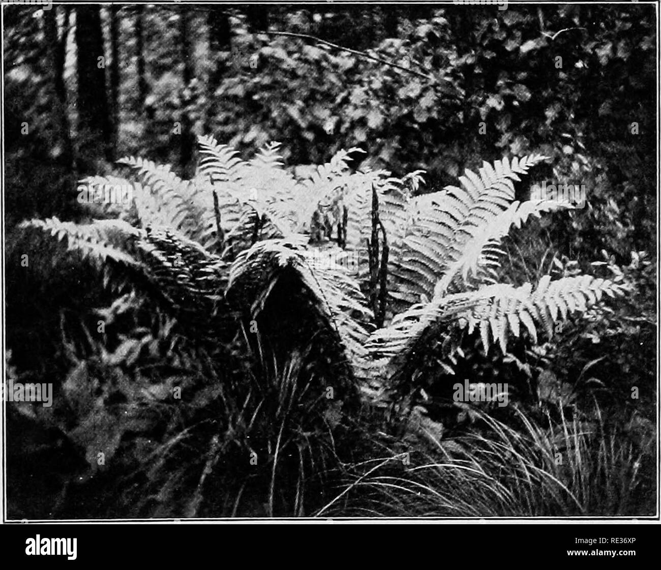 . Fundamentals of botany. Botany. LIFE HISTORY OF A FERN 159 spores may be formed; a sorus will consist of fuUy lOO sporangia, usually more; 20 is a moderate estimate of the sori on an average pinna; there may be fully so fertile pinnas on one well-developed leaf, and a strong plant would bear 10 fertile leaves. 48 X 100 X 20 X 50 X 10 = 48,000,000. The output of spores on a strong plant in the single season wiU thus, on a moderate estimate, approach the enormous number of fifty millions&quot;- 148. TjT)es of Sporophylls.—In many ferns the leaves serve both vegetative and reproductive function Stock Photo