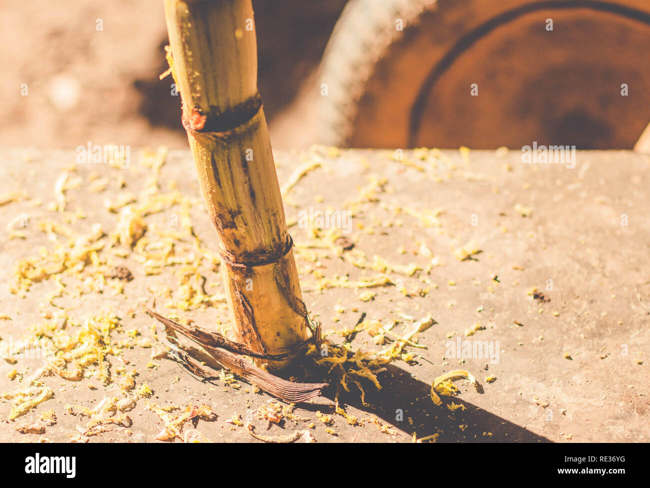 Sugarcane on a wood and mechanics background. Peeling sugarcane. Rustic  texture (Saccharum officinarum) Stock Photo
