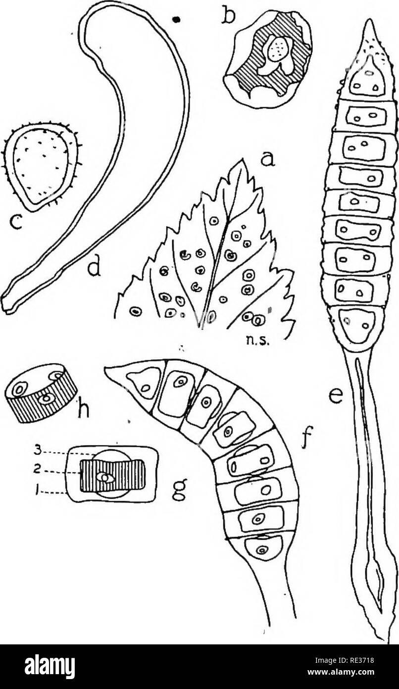 . The British rust fungi (Uredinales) their biology and classification. Rust fungi. 298 PHRAGMIDIUM Phragmidium Rubi-Idaei Karst. Piiccinia Rubi-Idaei DC. Flor. fr. vi. 54. Lecythea gyrosa Berk. ; Cooke, Micr. Fung. p. 222, pi. 8, f. 162—4. Phragmidium gracile Cooke, Handb. p. 491; Mior. Fung. p. 201, pi. 3, f. 42, 43; Grevillea, iii. 171, pi. 45, f. 9. P. Rubi-Idaei Karst. Myc. Fenn. iv. 52. Plowr. Ured. p. 226. Fischer, Ured. Sohweiz, p. 420, f. 291. Sacc. Syll. vii. 748. Sydow, Monogr. iii. 146. Spermogones. Epiphyllous, in little groups, yellowish.. Pig. 226. Ph. Rubi-Idaei. a, part of lea Stock Photo