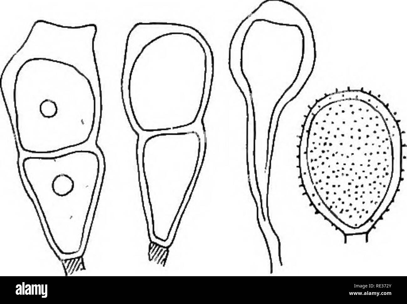 . The British rust fungi (Uredinales) their biology and classification. Rust fungi. Fig. 215. P. Arrhenathevi. a, teleutospores on Arrheiiatherum, from Hampton- in-Arden ; 6, another, and c, two abnormal ones, from Lichfield; d, a. paraphysis and uredospore from the latter. Teleutospores. Sori hypophyllous, scattered, minute, puncti- forin or shortly linear, covered by the epidermis, black; spores ellipsoid - oblong or oblong- clavate, rounded, truncate or rarely gently attenuated a- bove where they are thickened (5—10/a) and darker, hardly or not at all constricted, gen- erally attenuated dow Stock Photo