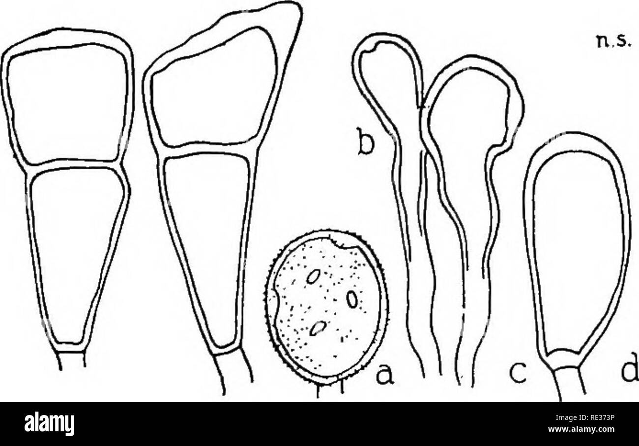 . The British rust fungi (Uredinales) their biology and classification. Rust fungi. ON GRAMINE^ 279 30—45 X 16—22 fi; pedicels short, brownish, persistent; an occasional mesospore is found.. (k eX? Fig. 211. P. Poarum. Teleutospores; a, uredospore on P. nemoralis; 1?, para- physes with same; c, mesospore; d, teleuto-sori on P, pratensis; e, typical teleuto-sori of Uromyces Poae, on the same. ^cidia on Tussilago Farfara, about May, June, and August, September, very common; uredo- and teleutospores on Poa annua, P. nemoralis, P. pratensis, P. trivialis, about July, August and October—December, c Stock Photo