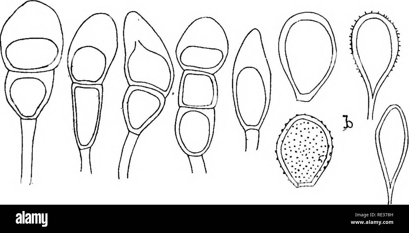 . The British rust fungi (Uredinales) their biology and classification. Rust fungi. ON JUNCACE^ 239 On Luzula campestris, L. maxima, L. pilosa. Uredospores, May—July; teleutospores, September—November. (Fig. 184.). Fig. 184. P. oblongata. Teleutospores (one abnormal) and a mesospore; h, uredospores; all on same leaf of L. pilosa. The uredospores are said to be always smooth, more or less obovate, and often irregular. It is stated by Sydow that they can survive the winter. Fischer figures anomalous spores, of both kinds, including three- celled and one-celled teleutospores. Plowright's suggesti Stock Photo