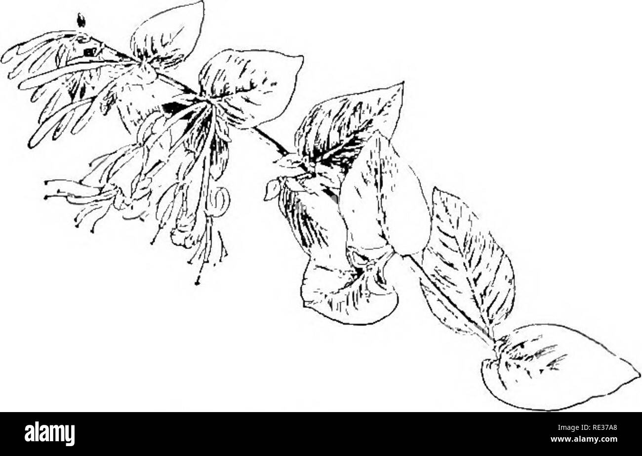 . School and home gardens. Gardening; School gardens. HARDY CLIMBING VINES 167. Fig. 89. Honeysuckle The AVistaria The Wistaria siiie}tsis is a very large twining plant of rapid growth. Varieties producing blue, white, or lilac flowers may be ob- tained. It must be given a firm sup- port around which it can twine. The best supports are iron rods that will hold the plant about five or six inches away from porches or buildings. Wistarias thrive best in a sandy loam, but will do well in almost any good soil. The Jai'Anese Honeysuckle Japanese honeysuckle [Lojiiccra jajoonica) can be grown under a Stock Photo
