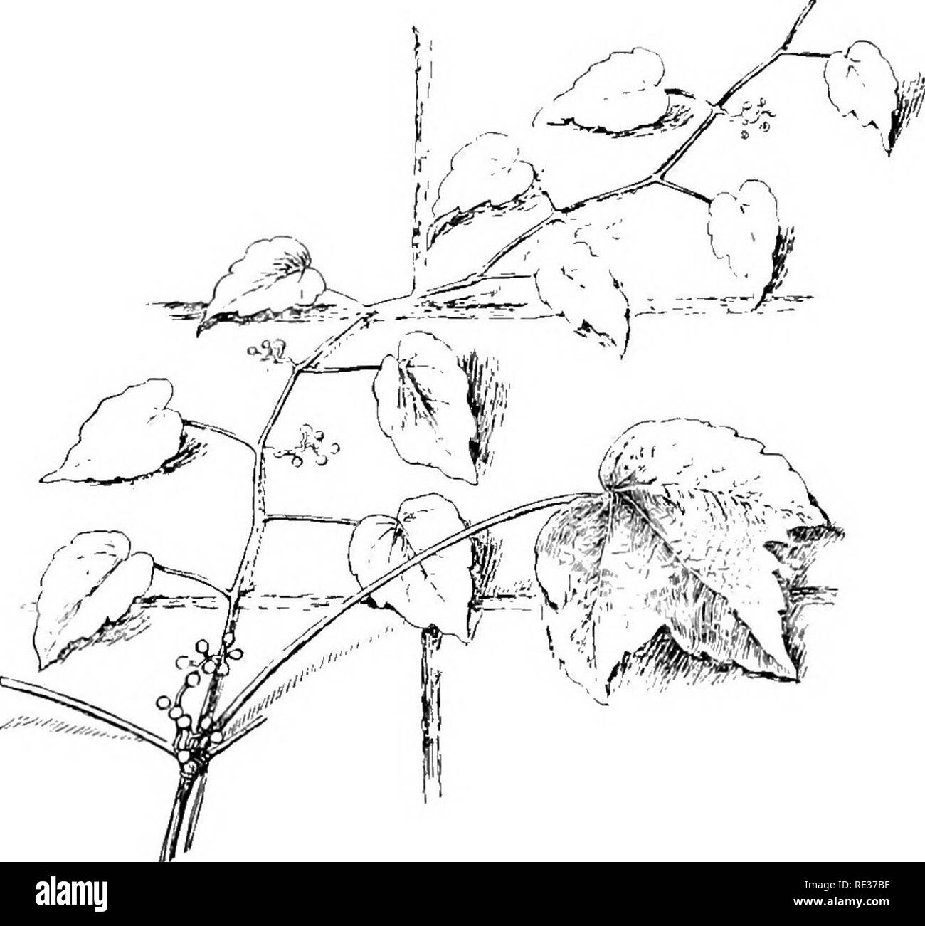 Ivy vines Cut Out Stock Images & Pictures - Alamy