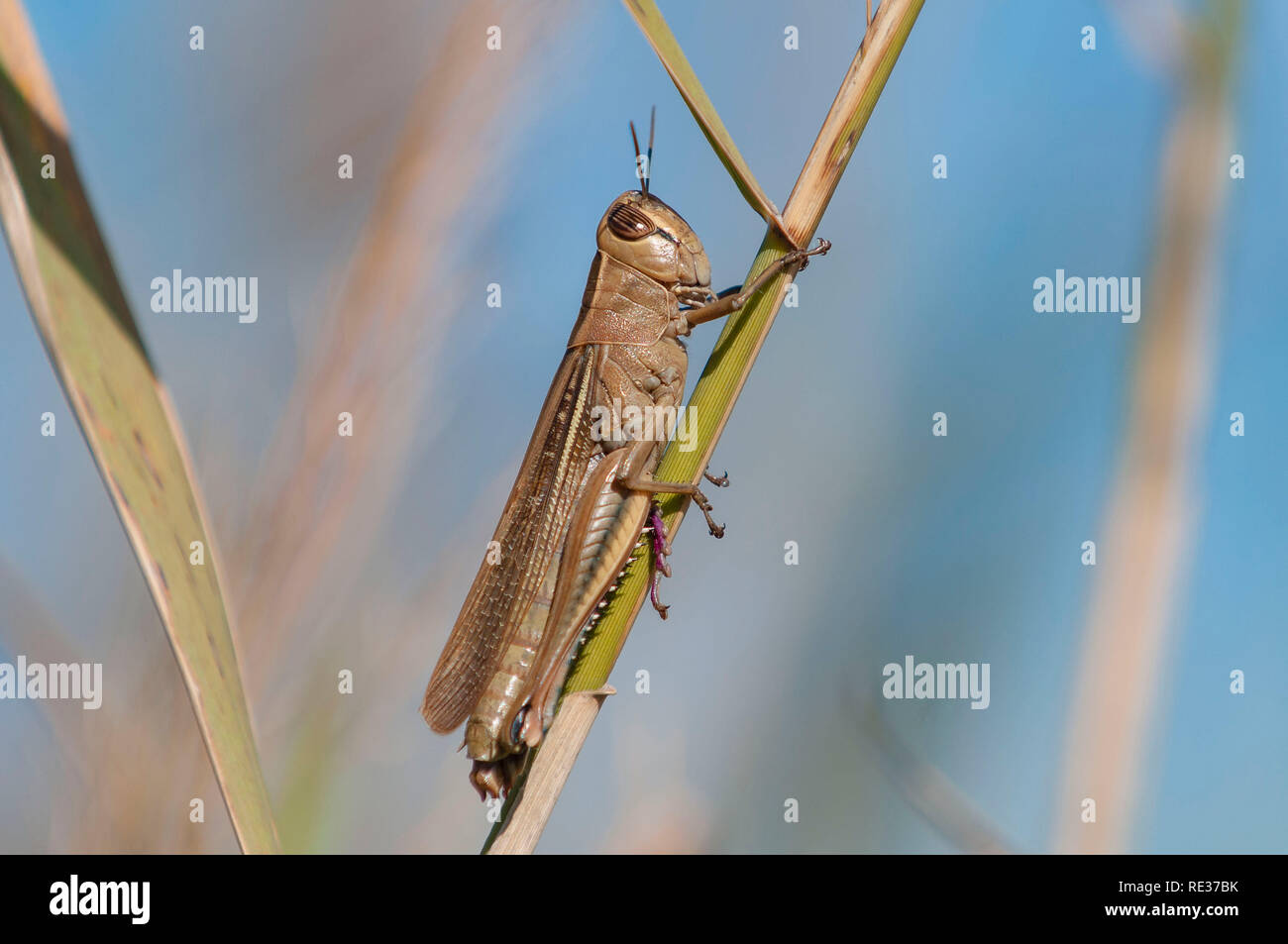 Anacridium aegyptium. Grasshopper Stock Photo