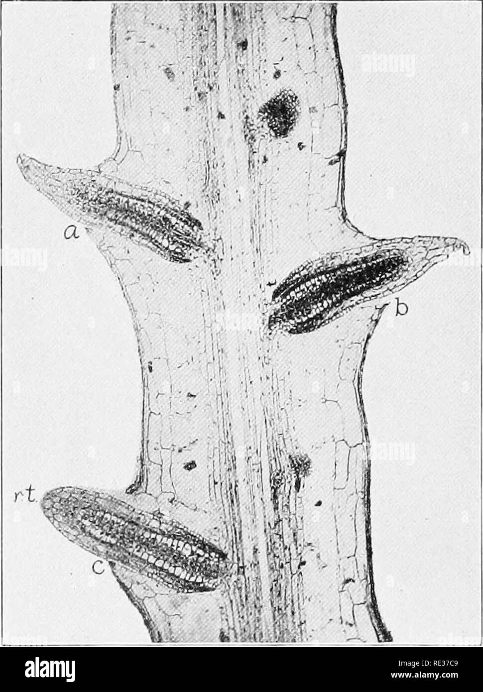 Fundamentals Of Botany Botany 52 The Vegetative Functions Of Plants 48 Relation Between Root Hairs And Soil If Young Active Roots Are Removed From The Soil Thoroughly Rinsed In Water And Examined With