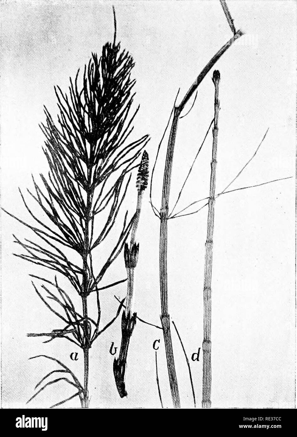 . New England ferns and their common allies; an easy method of determining the species. Ferns. FIELD HORSETAIL, a. Sterile stem. /.. Fertile stem PIPES, c. Middle of stem. i/. Tip of fertile stem. Please note that these images are extracted from scanned page images that may have been digitally enhanced for readability - coloration and appearance of these illustrations may not perfectly resemble the original work.. Eastman, Helen, 1863-. Boston, New York, Houghton, Mifflin and Co. Stock Photo