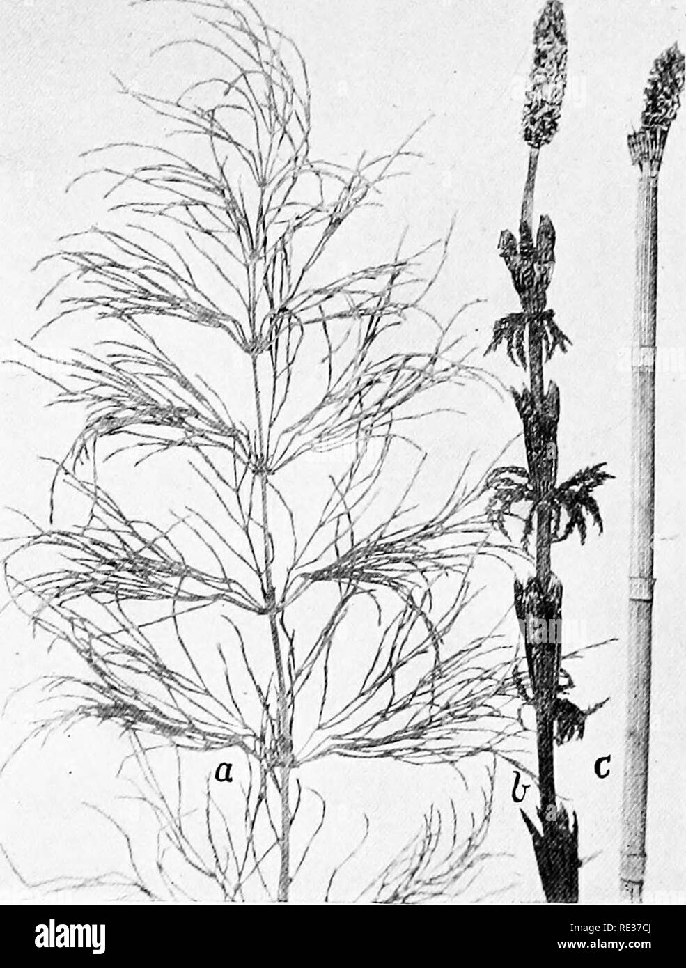 . New England ferns and their common allies; an easy method of determining the species. Ferns. ;•, . WOOD HORSETAIL, a. Sterile stem. h. Fertile sten c. SCOURING-RUSH. Tip ol fertile stem. Please note that these images are extracted from scanned page images that may have been digitally enhanced for readability - coloration and appearance of these illustrations may not perfectly resemble the original work.. Eastman, Helen, 1863-. Boston, New York, Houghton, Mifflin and Co. Stock Photo