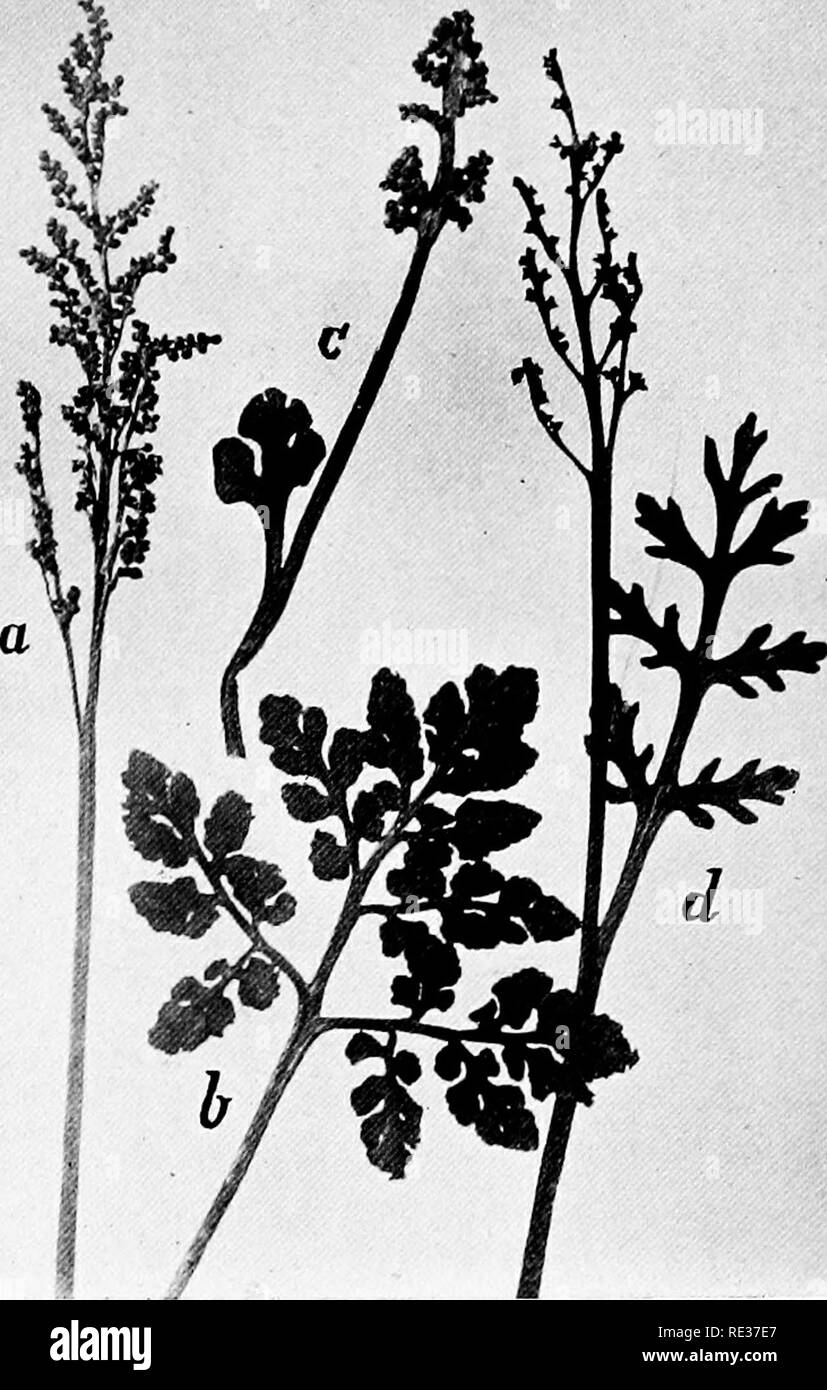 . New England ferns and their common allies; an easy method of determining the species. Ferns. BOTRYCHIUM TERNATUM RUIVEFOLIUM. a. Fertile portion. if. Sterile portion c. LITTLE GRAPE FERN with fertile portion d. MATRICARY GRAPE FERN with fertile portion. Please note that these images are extracted from scanned page images that may have been digitally enhanced for readability - coloration and appearance of these illustrations may not perfectly resemble the original work.. Eastman, Helen, 1863-. Boston, New York, Houghton, Mifflin and Co. Stock Photo