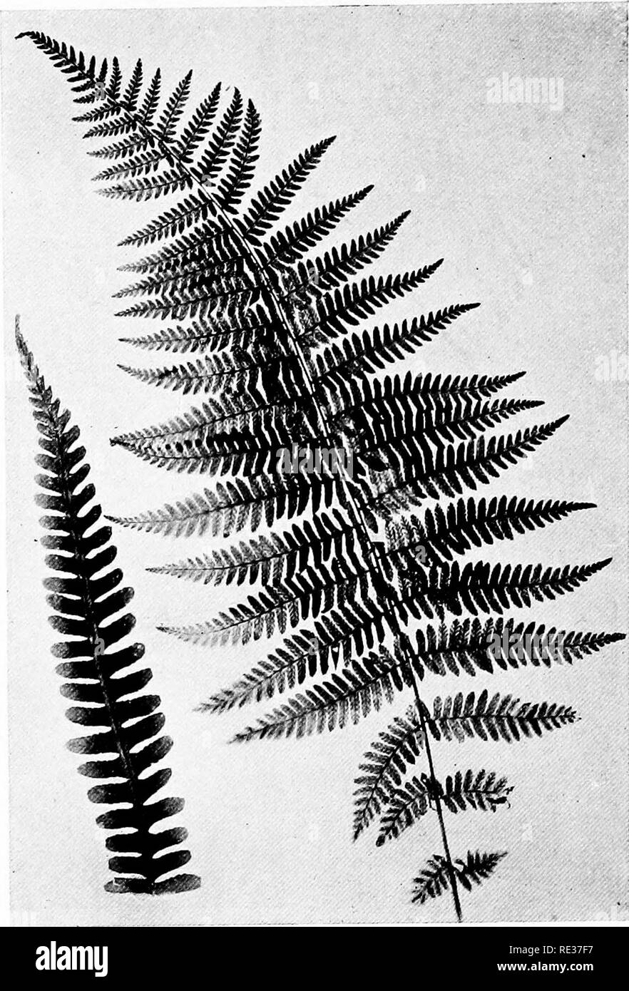 . New England ferns and their common allies; an easy method of determining the species. Ferns. SILVERY SPLEENWORT. Fertile pinna. Please note that these images are extracted from scanned page images that may have been digitally enhanced for readability - coloration and appearance of these illustrations may not perfectly resemble the original work.. Eastman, Helen, 1863-. Boston, New York, Houghton, Mifflin and Co. Stock Photo