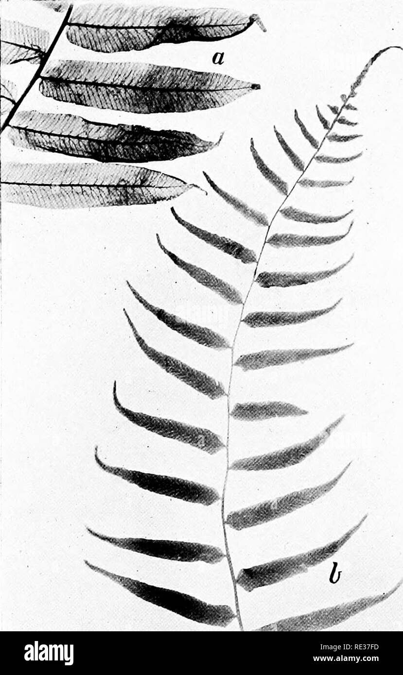 . New England ferns and their common allies; an easy method of determining the species. Ferns. NARROW-LEAVED SPLEENWORT Portion showing pinns of sterile frond, b. Tip of fertile frond. Please note that these images are extracted from scanned page images that may have been digitally enhanced for readability - coloration and appearance of these illustrations may not perfectly resemble the original work.. Eastman, Helen, 1863-. Boston, New York, Houghton, Mifflin and Co. Stock Photo