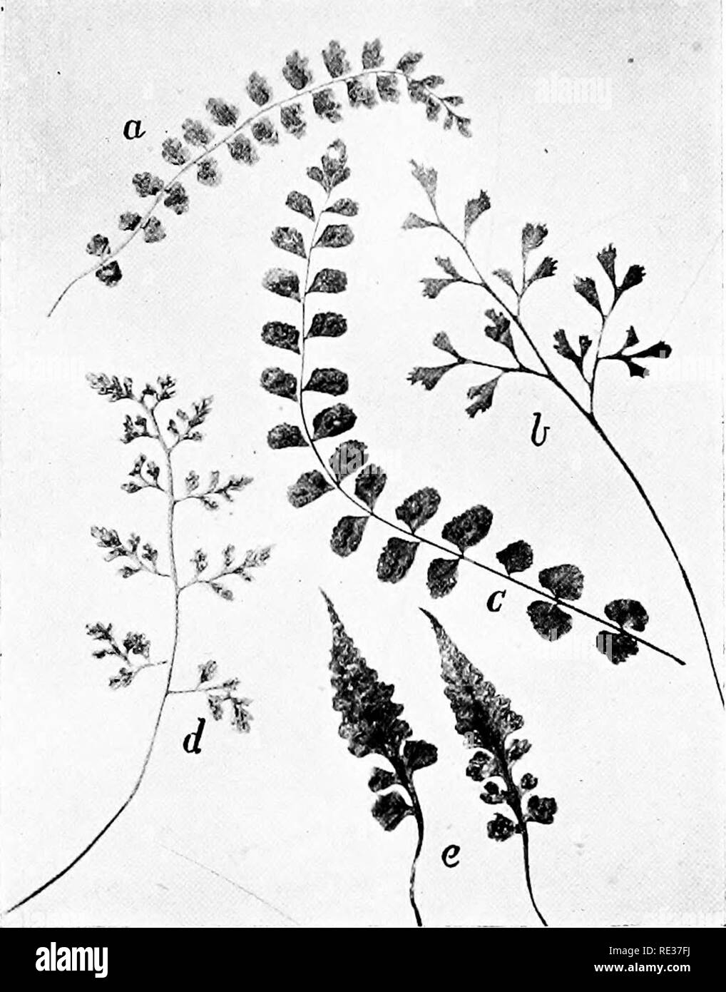 . New England ferns and their common allies; an easy method of determining the species. Ferns. a. GREEN SPLEENWORT. i. WALL RUE SPLEENWORT &lt;r. MAIDENHAIR SPLEENWORT r/. MOUNTAIN SPLEENWORT e. PINNATIFID SPLEENWORT. Small fronds. Please note that these images are extracted from scanned page images that may have been digitally enhanced for readability - coloration and appearance of these illustrations may not perfectly resemble the original work.. Eastman, Helen, 1863-. Boston, New York, Houghton, Mifflin and Co. Stock Photo