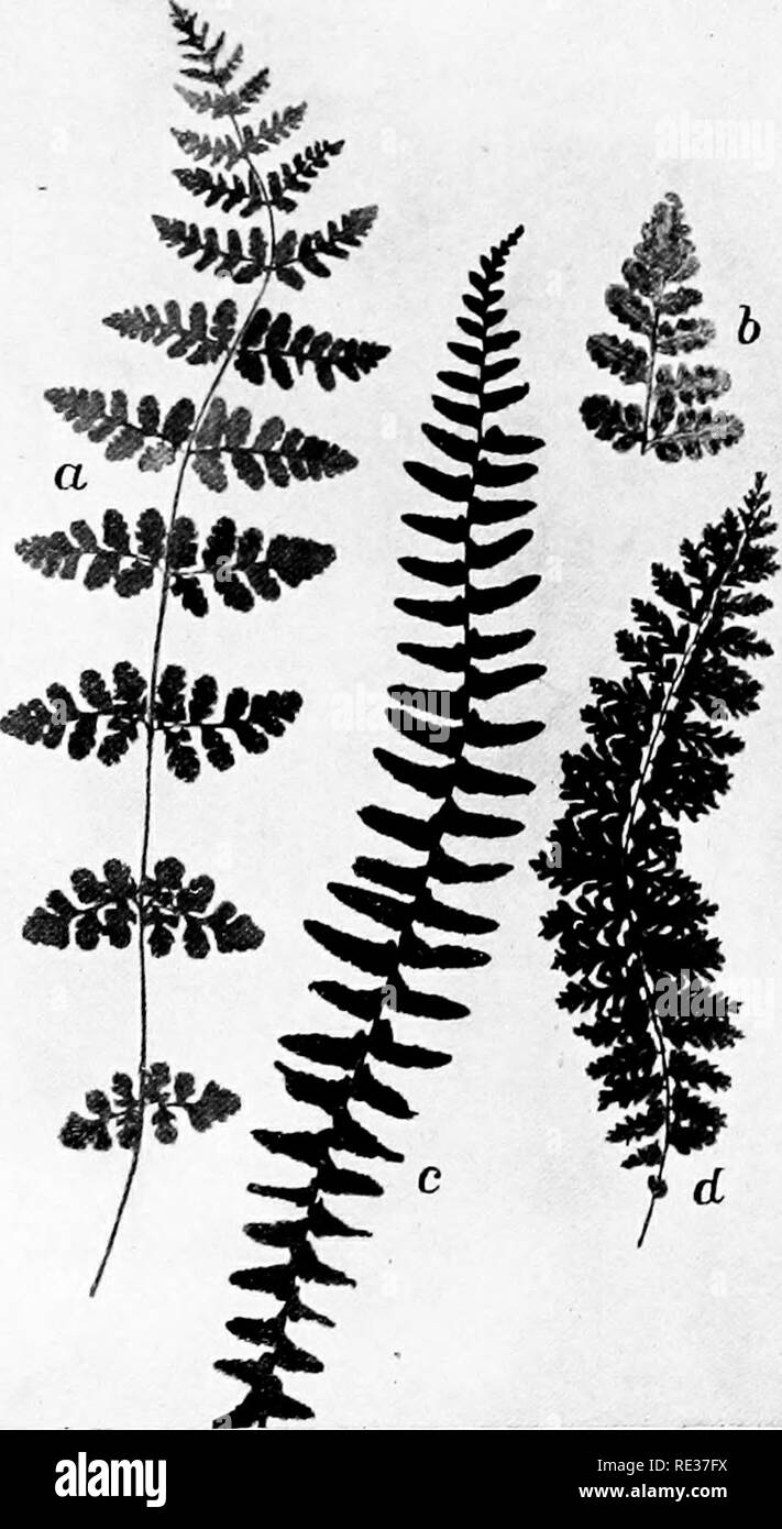 . New England ferns and their common allies; an easy method of determining the species. Ferns. a. BLUNT-LIJEED WOODSIA. i. Ferlile pinna c. EBOXY SPLEENWORT. Tip of frond. d. Var. Horton^e. Please note that these images are extracted from scanned page images that may have been digitally enhanced for readability - coloration and appearance of these illustrations may not perfectly resemble the original work.. Eastman, Helen, 1863-. Boston, New York, Houghton, Mifflin and Co. Stock Photo