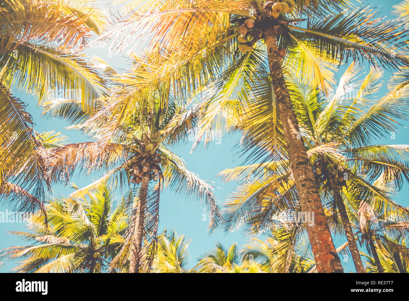 Coconuts on coconut tree (Cocos nucifera) Stock Photo