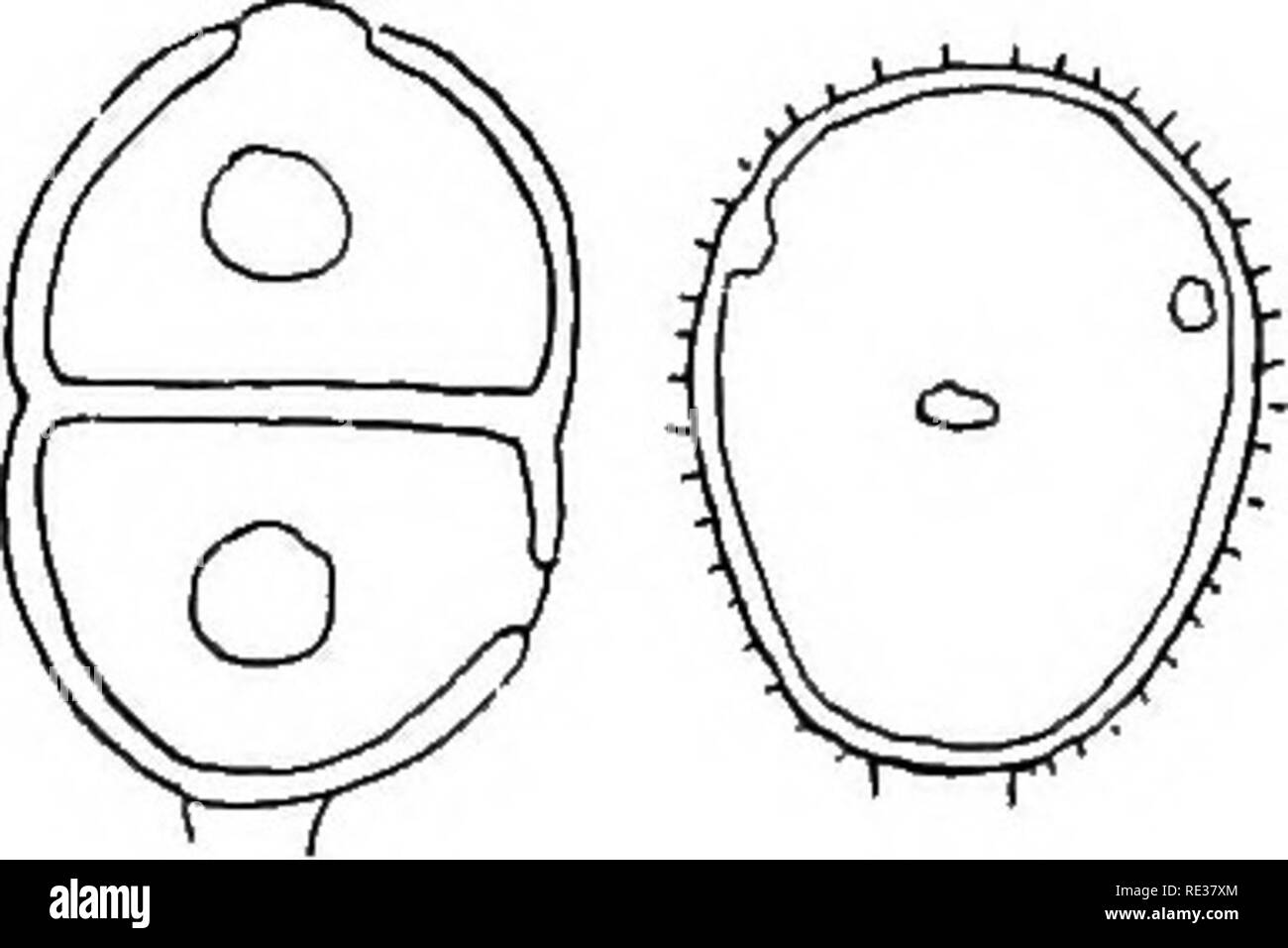 . The British rust fungi (Uredinales) their biology and classification. Rust fungi. Fig. 94. P. Girsii. Teleuto- spores, on C. palustre, from Hereford. Fig. 95. P. Girsii. Teleuto- apore and uredospore, on G. lanceolatum. Teleutospores. Sori mostly hypophyllous only, similar, but blackish-brown or black; spores ellipsoid or somewhat obovate, rounded at both ends, not thickened above, hardly constricted, verruculose or merely punctate, chestnut-brown, 25—38 x 17—25 jj,; epispore thin; pedicels hyaline, very short: On Girsium, Dupplin Castle, Perth (M. C. Cooke). On G. pratense, Ballyquirke Lake Stock Photo