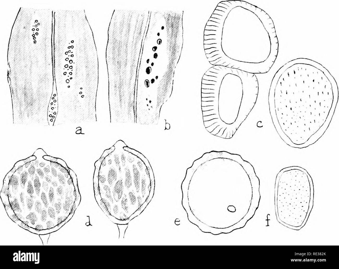 . The British rust fungi (Uredinales) their biology and classification. Rust fungi. ON LILIACE.E 119 interrupted and anastomosing, brown, 28—44 x 22—30 ^; epi- spore 2—3} yu, thick ; pedicels hyaline, slender, deciduous.. Fig. 70. U. Lilii. a, leaf of Liliuin candiduvi, with recidia ; b, another, witli teleuto-sori, nat. size; c, cells of peridium, iu section and inner face-view; d, teleutospores ; e, teleutospore seen from above ; /, ^cidiospore, all x 600. On Liliuin candidum. Kew Gardens; also at Birmingham, 1911-3 (C.W.Lowe). /Ecidia in Aprd, May; mature teleuto- spores from June. (Fig. 70 Stock Photo