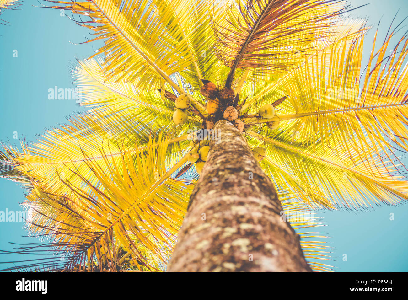 Coconuts on coconut tree (Cocos nucifera) Stock Photo