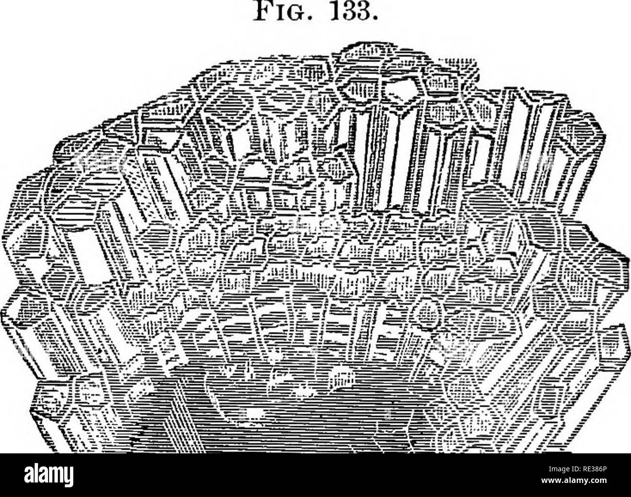 . Manual of the apiary. Bees. 302 MANUAL OF THE APIARY. its limestone columns and helped to build islands and conti- nents untold ages—millions upon millions of years—^before any flower bloomed, or any bee sipped the precious nectar. In some specimens of this honey-stone coral (Fig.. 133), there. Please note that these images are extracted from scanned page images that may have been digitally enhanced for readability - coloration and appearance of these illustrations may not perfectly resemble the original work.. Cook, Albert John, 1842-1916. Chicago, Ill. , T. G. Newman Stock Photo