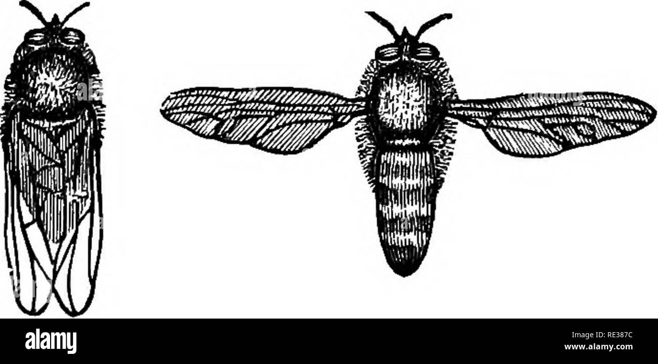 Percicious Insects Destroying pernicious insects hi-res stock photography and images - Alamy