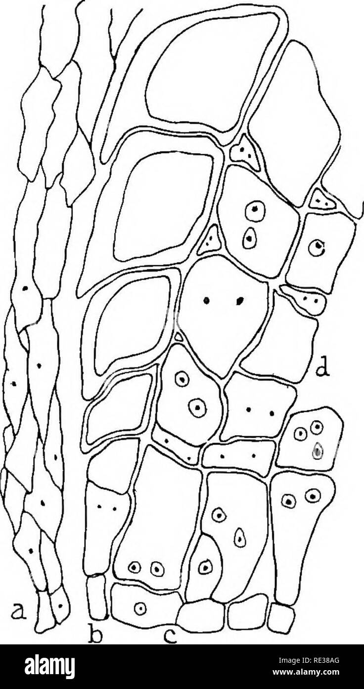 . The British rust fungi (Uredinales) their biology and classification. Rust fungi. PUCCINIA POARUM 47 as shown in radial section. Tiie outer edge of each cell is more prolonged downwards so as to overlap a portion of the cell below in an imbricated manner. The secidium, in both, as is the. Please note that these images are extracted from scanned page images that may have been digitally enhanced for readability - coloration and appearance of these illustrations may not perfectly resemble the original work.. Grove, W. B. (William Bywater), 1848-1938. Cambridge, University Press Stock Photo
