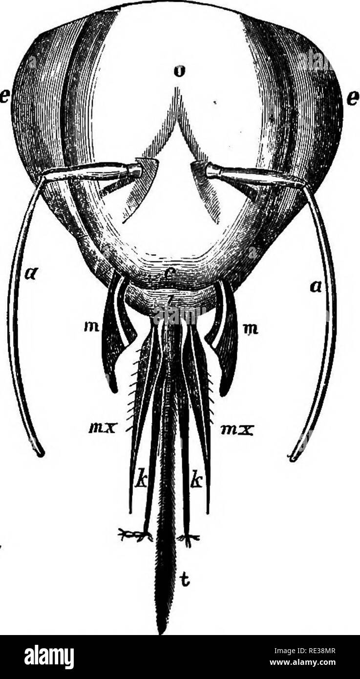 Manual Of The Apiary Bees Manual Of The Apiary 49 The Labium