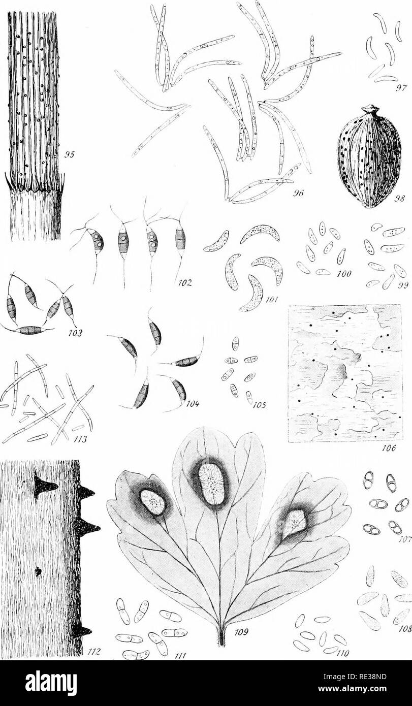 . Danish fungi as represented in the herbarium of E. Rostrup;. Fungi. Tab. VJII.. Fig. 95-96: Gloeosporium equiseti Ell. 6. Ev., hab.^. sp. Eig. 97: Gloeospor secalis Rostrup, sp. -p. — Eig. 98-99: Gloeosporium achaeniicola Rostrup on the fruit of Pastinaca, hab.-?-, sp. ^. — Eig. 100: Gloeosporium achaeniicola Rostrup on the fruit of Petroselinum, ^. — Eig. 101: Cryptosporium turgidurn B. Lx Br,, sp. -p (see also Fig. 103: Monochaetia 4(10 tab. IX). — Eig. 102: Pestalozzia maculicola Rostrup, sp. coryli (Rostrup), sp. —. — Fig. 104: Monochaetia berberidis spec, nov., sp Fig. Eig. 106-107: Mic Stock Photo