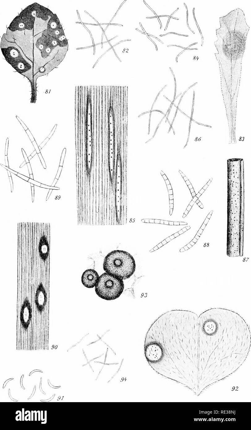 . Danish fungi as represented in the herbarium of E. Rostrup;. Fungi. Tab. VII.. Fig. 81-82: Septoria linnaeae (Ehrb.), hab. —, sp. 4111) 1 Fig. 83-84: Septoria ariioseridis 4(11) niihi, hab.4-, sp. ^. — Fig. 85-86: Septoria calamagrostidis (Lib.), hab.—, sp. ^. — Fig. 87-88: Septoria epigejos Thiimen, hab.—, sp. -p. — Fig. 89: Septoria elymi Rostrup, sp. -&quot;&quot;'   Fig. 90—91: Septoria culmifida mihi, hab.—, sp.-p.  Fig. 92-94: Septoria oxalidis sp. nov hab. -p. pvcn idia all sp. 4(111 O. Rostmp del.. Please note that these images are extracted from scanned page images that may have be Stock Photo