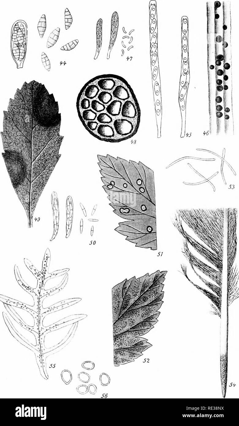. Danish fungi as represented in the herbarium of E. Rostrup;. Fungi. Tab. IV. ^?^v. Fig. 44: Pleospora lycopodii spec, nov., asc. 6^ sp. â. â Fig. 45-46: Phomatospora are- naria S. B. R., asc. tx sp. â, hab.-^. â Fig. 47-48; Diatrypella abietis spec, nov., asc. &amp;- 400 ,. ,â ii  . .i 24 sp. m 1 section of the stroma.^. â Fig. 49-50: Stigmatea pirolae (Fries), hab.-p, asc.&amp;.sp. 1 iZi. â Fig. 51: Leaf of Ribes rubrum with Septoria ribis Desm.-J-. â Fig. 52: Dead leaf of Ribes rubrum with Mycosphaerella ribis Fuckel, ^ â Fig. 53: Septoria ribis Desm., sp. i21. â Fig. 54: Leptosphaeria cor Stock Photo