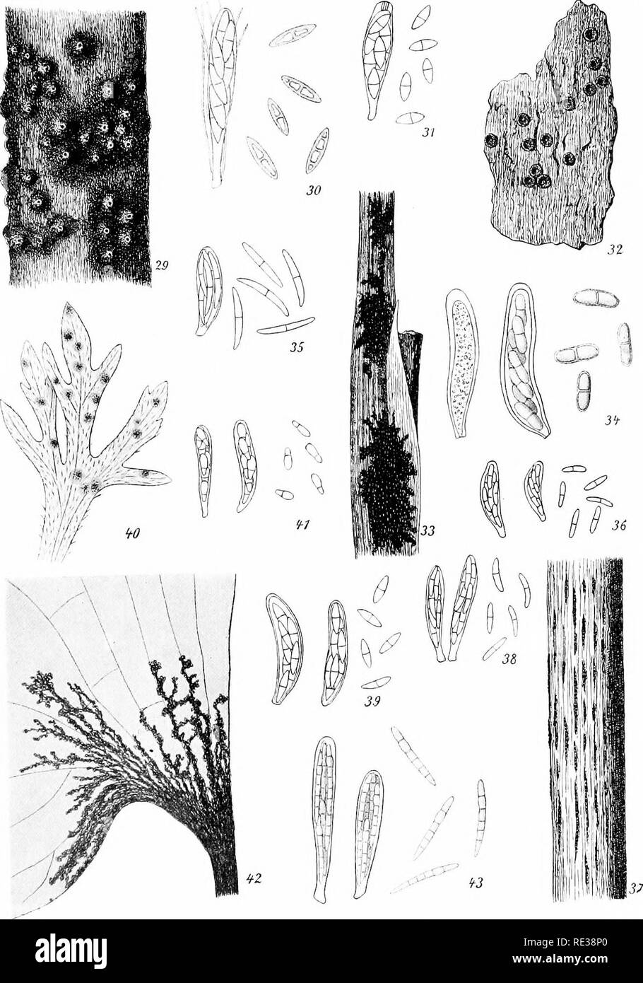 . Danish fungi as represented in the herbarium of E. Rostrup;. Fungi. Tab. III.. Fig. 31-32: Herpotrichia Fig. 29-30: Herpotrichia rubi Fuckel, hab.-j^, asc. &amp; sp. —. coUapsa (Romell), asc. a sp. ^. hah.-=-. — Fig. 33-34: Mycosphaerella juncaginearum (Lasch), hab.-f-, asc. a sp. ^. - Fig. 35: Mycosphaerella ribis (Fucl;el), asc. 6. sp. ™. Fig. 36: Myscophaerella psammae (Rostrup), asc. &amp;. sp. -y-. — Fig. 37-38: Mycosphaerella lineolata (Desm.), hab.-^, asc. a sp. ^21.   Fig. 39: Mycosphaerella perforans (Desm.), asc. a sp. —. — Fig. 40-41: Venturia glomerata Cooke on Geranium dissectum Stock Photo