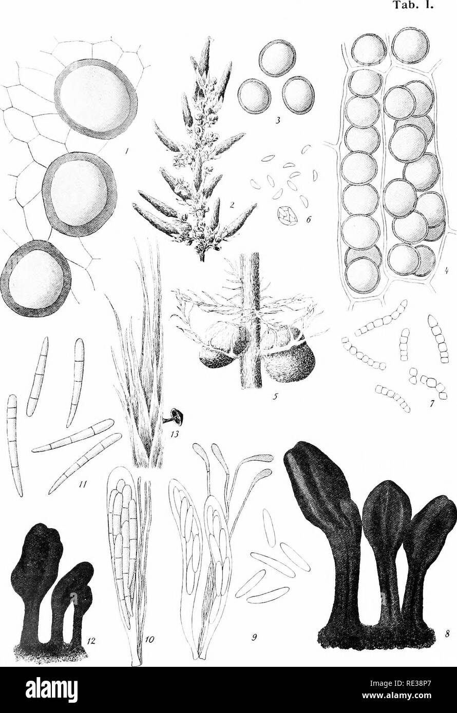 . Danish fungi as represented in the herbarium of E. Rostrup;. Fungi. Fiti. I: Physoderma deformans Rostrup, sp. —. — Fig. 2-3: Physoderma acetosellae Ro- strup, liab.^ &amp;• sp. ^-. — Pig. 4: Physoderma hippundis Rostrup, sp. -p. — Fig. 5: Phy- soderma myriophylli Rostrup,^. — Fig. b: Gymnoascus assicola Rostrup,-p. — Fig. 7; Geotrichum candidum Fries—. — Fig. 8—'-^: Corynetes arenarius Rostrup, hab.^, asc. 6. sp. ^. — Fig. 10-12; Leptoglossum Httorale Rostrup asc. 6- sp. -p, hab.-j-. — Fig. 13: Cudoniella minima sp. nov., hab.-j-. q i^Qshup del.. Please note that these images are extracted  Stock Photo