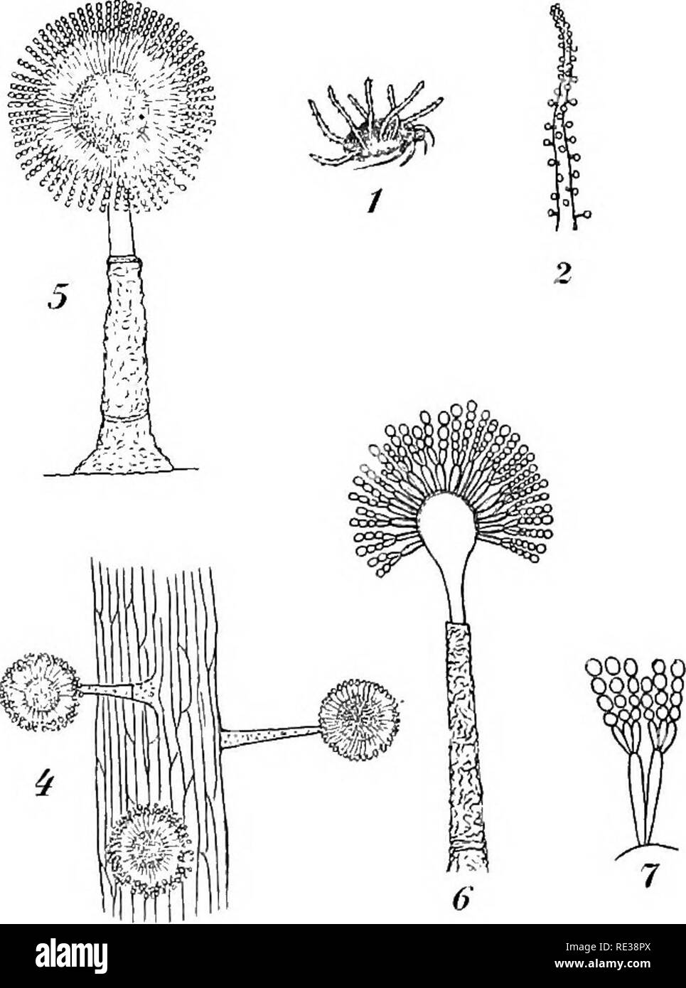 . Danish fungi as represented in the herbarium of E. Rostrup;. Fungi. 538 Stilbella (Syn: Stilbum Tode). 3212. Stilbella Rehmiana (Rbh.) Ldau IX '&quot;', Syn: Stilbum Rehmianum Rbh., Syll. IV =&quot; 6. XÂ«Â«l Is the conidial stage of Dermatea eucrita. On trunks of Pinus sfrobus. J. Silkeborg C^/s 07!). 3213. Stilbella turbinata (Fries) Ldau IX'''&quot;, Syn: Stilbum turb. Tode, Fries S. M. IIP''^ Syll. IV &quot;^ On stems of Cactaceae. S. Botanisk Have. June 88. 3214. Stilbella fimetaria (Fries) Lindau IX ^'&gt; Syn: Peziza fim. Fries S. M. IP&quot;, Stilbum fim. (Pers.) Berk. &amp; Br., Sy Stock Photo