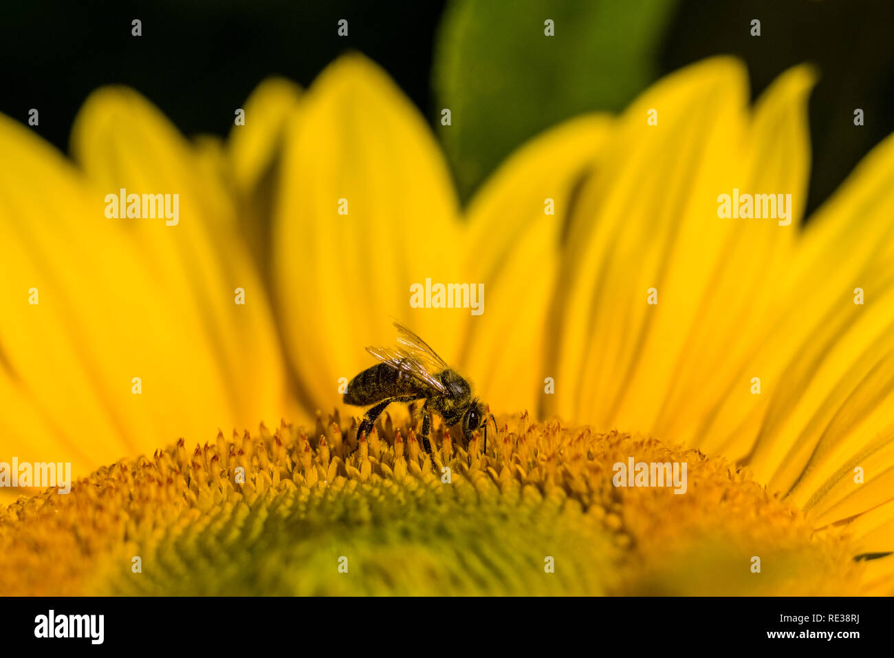 A honeybee (Apis mellifera carnica) is collecting pollens on a yellow sunflower (Helianthus annuus) Stock Photo