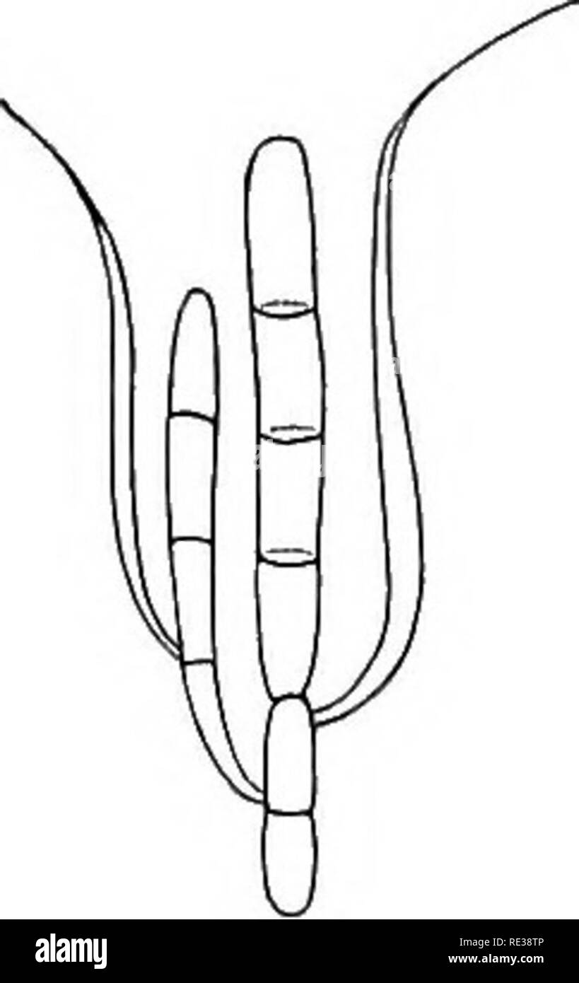 . Danish fungi as represented in the herbarium of E. Rostrup;. Fungi. 513 Titaea. 3003. Titaea maxilliformis Rostrup 94 f &quot;^ c. icon., Syll. XI «&quot;', Ldau VIII '&quot;=- Effusa, tota hyalina; conidia composita ex 5 articulis erectis inter se varie connex- is; articulus inferior teres, continuus vel l-septatus,ba- silaris, 8—10 M-long.; supe- rior cylindra- ceus 18-20 M X 2-3 K utrinque ro- tundatus, 3- septatus, cui lateraliter additur articulus alter similis, sed angustior; e lateribus trium articulorum assurgit utrinque seta sigmoideo-inflexa, apice acutissima, 20—24 H longa. On ste Stock Photo