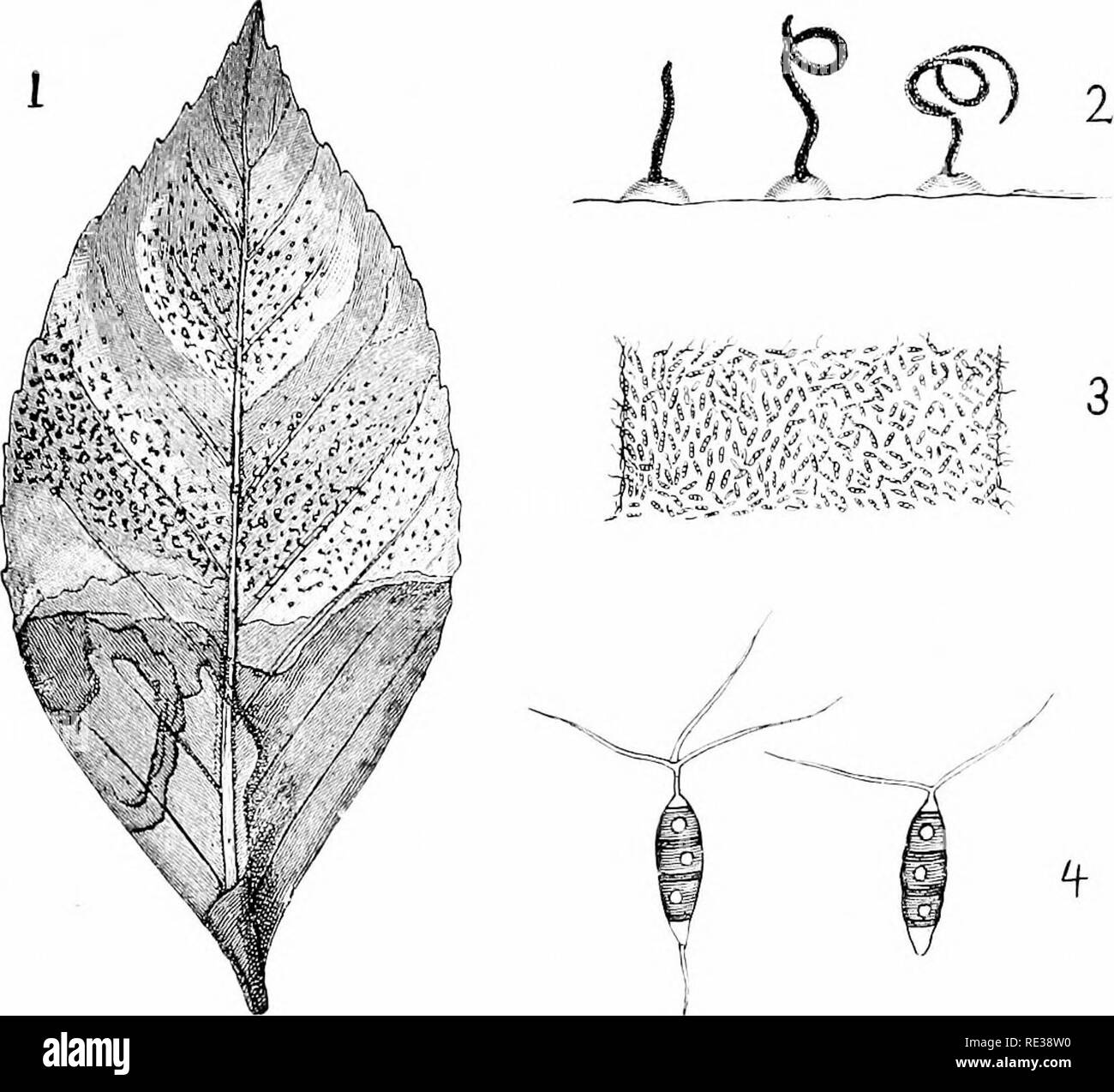 . Danish fungi as represented in the herbarium of E. Rostrup;. Fungi. 491. Fig. 36. Pestalozzia Guepini. 1. A leaf of Camellia infected. 2. Cirrhi of the same leaf ''/i. 3. Part of the same cirrhi -r- 4. 2 conidia -jââ rrom K 02 a. 2803. Pestalozzia gongrogena Temme, Syll. X â¢'&quot;^ All. VII 'Â°^ R 02 a ^&quot;l 5a/i.v cinerea. L. Hardenberg. 5a/ix iminalis. L. Saxkohing. 2804. Pestalozzia maculicola Rostrup 95 a -&quot;, 02 a '^'^ see tab. VIII fig. 102. Maculae orbiculares, diam. 3â4 mm albidae, amphigenae, lineo fusco cinctae; acervuli minutissimi, iiigri; conidia oblongo-fusoidea, 3-se Stock Photo