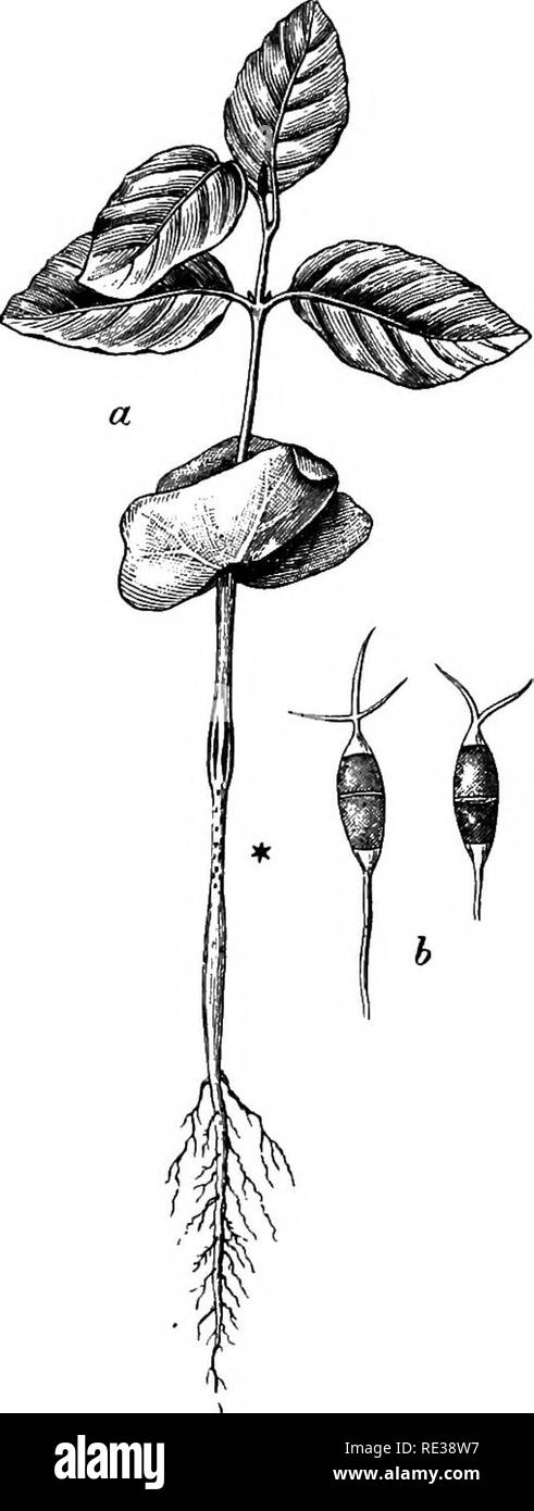 . Danish fungi as represented in the herbarium of E. Rostrup;. Fungi. 490 vulis sparsis, epiphyllis, atris, subcutaneis, demum per epidermidem erumpentibus, 120—165 y^ diam. Conidiis fusoideis, curvulis, 4-sep- tatis, non constrictis, 20—27 K X 6—9 1^, loculis internis fuscis. loculis terminalibus minutis, hyalinis, seta una apicali 10 l^ longa, hyalina, curvata ornatis; pedicellis 20 M longis, continuis, hyalinis. On living leaves of Berberis buxifolia. J. Gaardbogaard (Dec. 97 Jarg. Larsen). 2799. Monochaetia compta Sacc, Syll. Ill ^'^ Ail. VII &quot;^ Syn: Pestalozzia compta Sacc, R 02 a ^^ Stock Photo