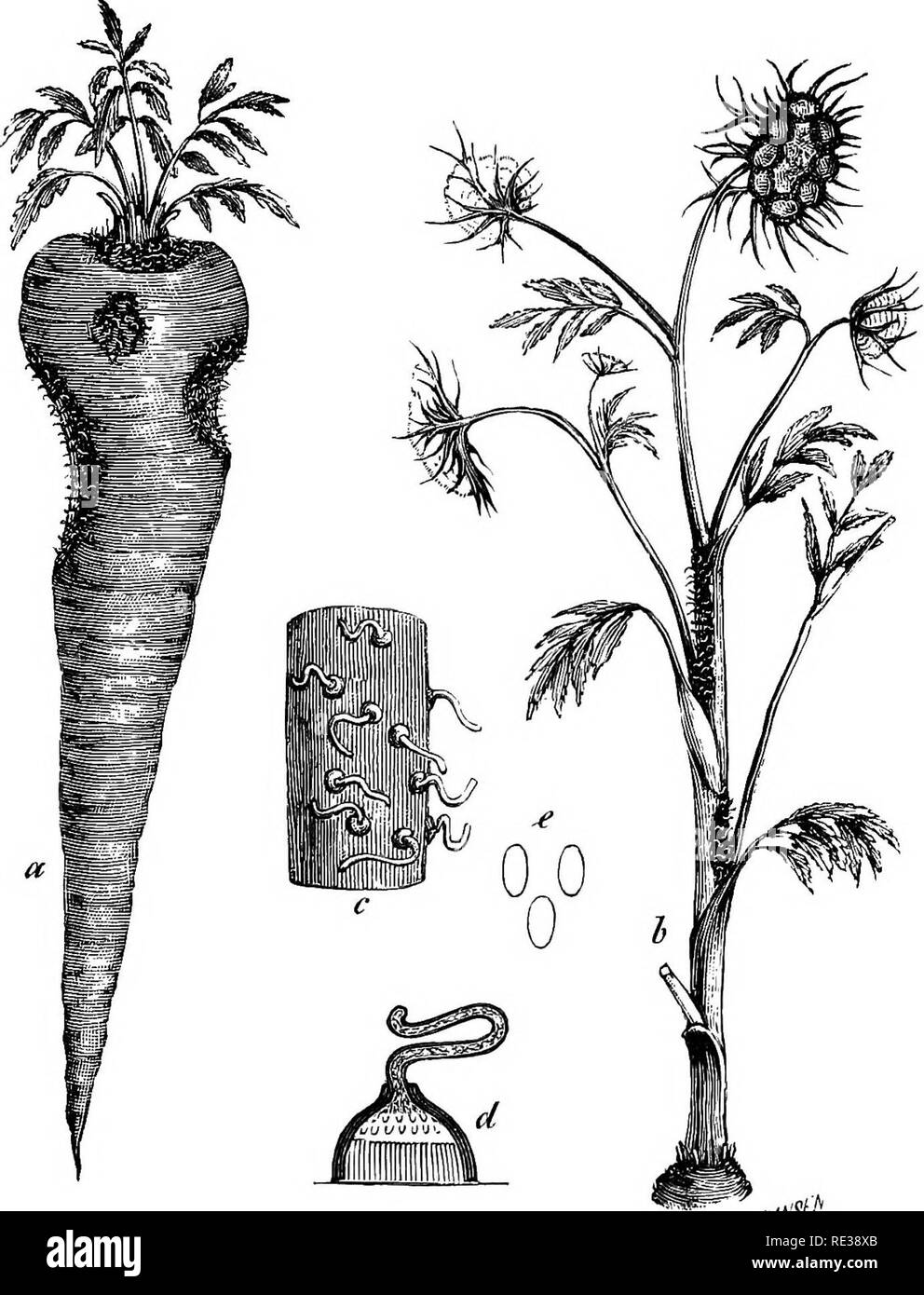 . Danish fungi as represented in the herbarium of E. Rostrup;. Fungi. 419. .^A^S^^ Fig. 31. Phoma Rostrupii. a. Root of Daucus with pycnidia. b. Stem with pycnidia. c. Part of the same, enlarged. d. Cross?section of a pycnidium. e. Spores -j-. From R 02 a. Tamarix decandra and Myricaria germanka. S. Landbohajskolens Have, Sept.—Nov. 2144. Phoma polemonii Cooke, Syll. X &quot;^ All. VI ^' On dead stems of Polemonium coeruleum. S. Landbohejskolens Have. 2145. Phoma silvatica Sacc, Syll. Ill i=«, All. VI ^&quot;^ Melampyrum pratense. J. Skovgaard!, Rindsholm (^^/e 06!). 2146. Phoma sceptri Karst Stock Photo