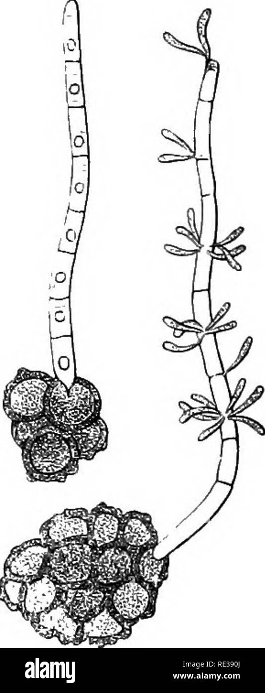 . Danish fungi as represented in the herbarium of E. Rostrup;. Fungi. 264. 1280. Cintractia Montagnei (Tul.) Magnus 95. Rhynchospora alba. J. Raabjerg (O. R.), Fugl S0 near Vejle (Jeppesen); S. Naestved (Jeppesen). Tolyposporium. 1281. Tolyposporium junci (Schroeter) Wor., Syll. VII &quot;â '', R 90 e ''^ c. icon. Juncus bufonius. J. Viborg (! Exs. Syd. no 773), Sveibsek; F. .Brudager, Klingstrup, Vejstrup Aaskov (R 79 12), Skaarup (^i/s 74); S. Gammelmosen (R 06 cc ^^*), Bessevaenget near Naestved (Jeppesen). 1282. Tolyposporium montiae Rostrup 04 a ' Syn: Sorosporium montiae R 96 m ^^Â°, Sy Stock Photo