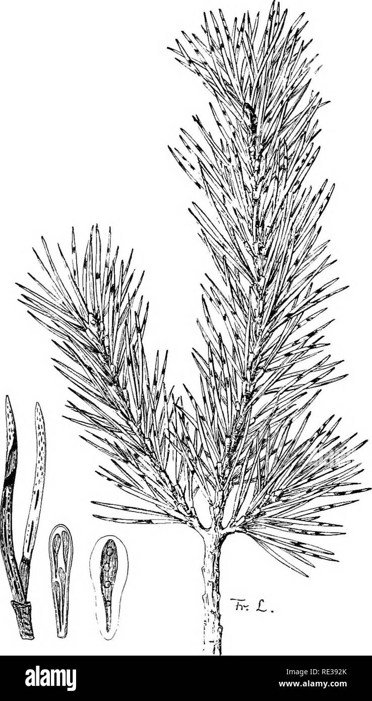 . Danish fungi as represented in the herbarium of E. Rostrup;. Fungi. 146 Scirpus lacustris. S. Sjaels0, Hvals0lilles0, Tjustrupse; L. Vester- borg S0. 528. Hypoderma commune (Fries) Duby, Syll. II ^Â»^ RehmllP^SynrHy- sterium com. Fries S. M. II ''', Hyst. arte- misiae Schum. nol259, Fl. D. tab. 1820 fig. 2, Almindelig Spraekke- svamp (H 37 ^'^ R 69&quot;)- On stems of Pisum sativum. F. Klingstrup. Parietaria erecta. F.Skaa- rup. Lycopus europaeus. F. Skaarup. Valeriana officinalis. Thura. 529. Hypoderma virgultorum de Can- dolle.Syll.ir^Rehm III ^= 6.1=&quot;^ c. icon. Salix caprea. S. Ru- d Stock Photo