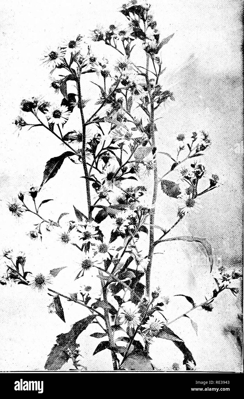 . Wild flowers every child should know, arranged according to color, with reliable descriptions of the more common species of the United States and Canada. Flowers. PURPLE STEM ASTER. Aster puniceus. Please note that these images are extracted from scanned page images that may have been digitally enhanced for readability - coloration and appearance of these illustrations may not perfectly resemble the original work.. Stack, Frederic William, 1871-. New York. Doubleday, Page and Co Stock Photo