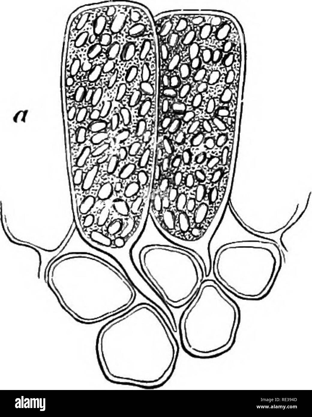 . Danish fungi as represented in the herbarium of E. Rostrup;. Fungi. S2 168. Taphrina Sadebeckii Johanson, Syll. VIII '^^ R 91 b =Â«&quot; 6. â 02 a'''^ Syn: Exoascus flavus Sadeb. Wt. II ' JuneâSept., as patches on the upper surface of the leaves, rather in- conspicuous. Alnus glutinosa. J. Viborg!, Grenaa; F. Glorup, Brsendeskov (R 83 d ^''5), Tiselholt; S. Folehave (R 96 m&quot;i32); l. Vesterborg, Bellesminde; B. Allinge &amp;. Hammershus (Neger 06), Blykobbe 6. Ekkodalen (R 06 dd ^^^). Alnus glutinosa laciniata. J. Borrevold. 169. Taphrina amentorum Sadeb. 1888^Â°, Syn: Taph. alni incana Stock Photo