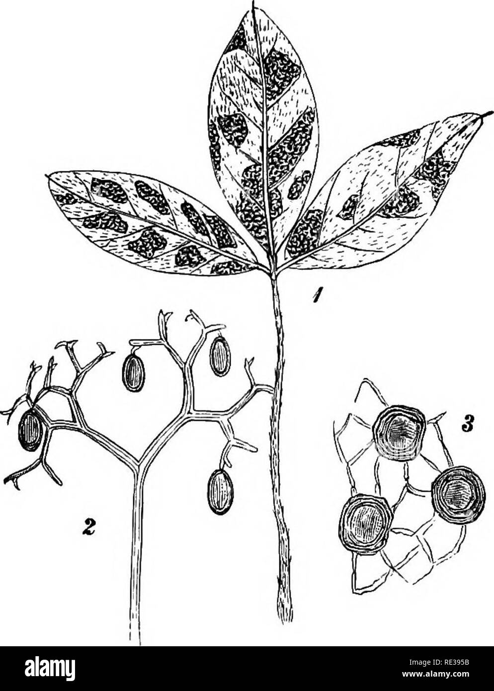 . Danish fungi as represented in the herbarium of E. Rostrup;. Fungi. 67 Melilotas officinalis. F. Bjernemose; Falst. Korselitse. Trifolium procumbens. S. Tisvilde Hegn. Trifolium minus. J. Skive!. Trifolium repens. Common f. inst. Skaarup '&quot;'/s 70. Trifolium hybridum f. inst. 0rsl0v (P. N.). Trifolium arvense. F. Ulkendal; S. Rervig, Tisvilde Havstok. Trifolium striatum. J; Skive!, Fredericia Void (Jak. Lge). Trifolium incarnatum. S. 0rsl0v (P. N.). Trifolium pratense common (Rostrup has found the attack of the fungus often causing the affected plants to form several quartered or quinque Stock Photo
