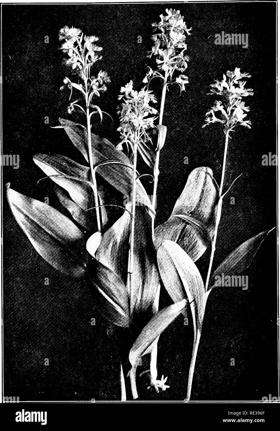 . Wild flowers every child should know, arranged according to color, with reliable descriptions of the more common species of the United States and Canada. Flowers. LARGE PURPLE-FRINGED ORCHIS. Habenaria fimbriata. Please note that these images are extracted from scanned page images that may have been digitally enhanced for readability - coloration and appearance of these illustrations may not perfectly resemble the original work.. Stack, Frederic William, 1871-. New York. Doubleday, Page and Co Stock Photo