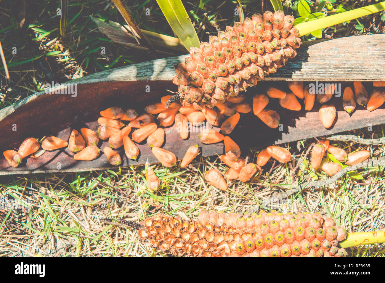 Seashore Palm Fruit (Allagoptera Arenaria) - Caxandó, Buri-da-praia, Guriri. CANAVIEIRAS/BRAZIL Stock Photo