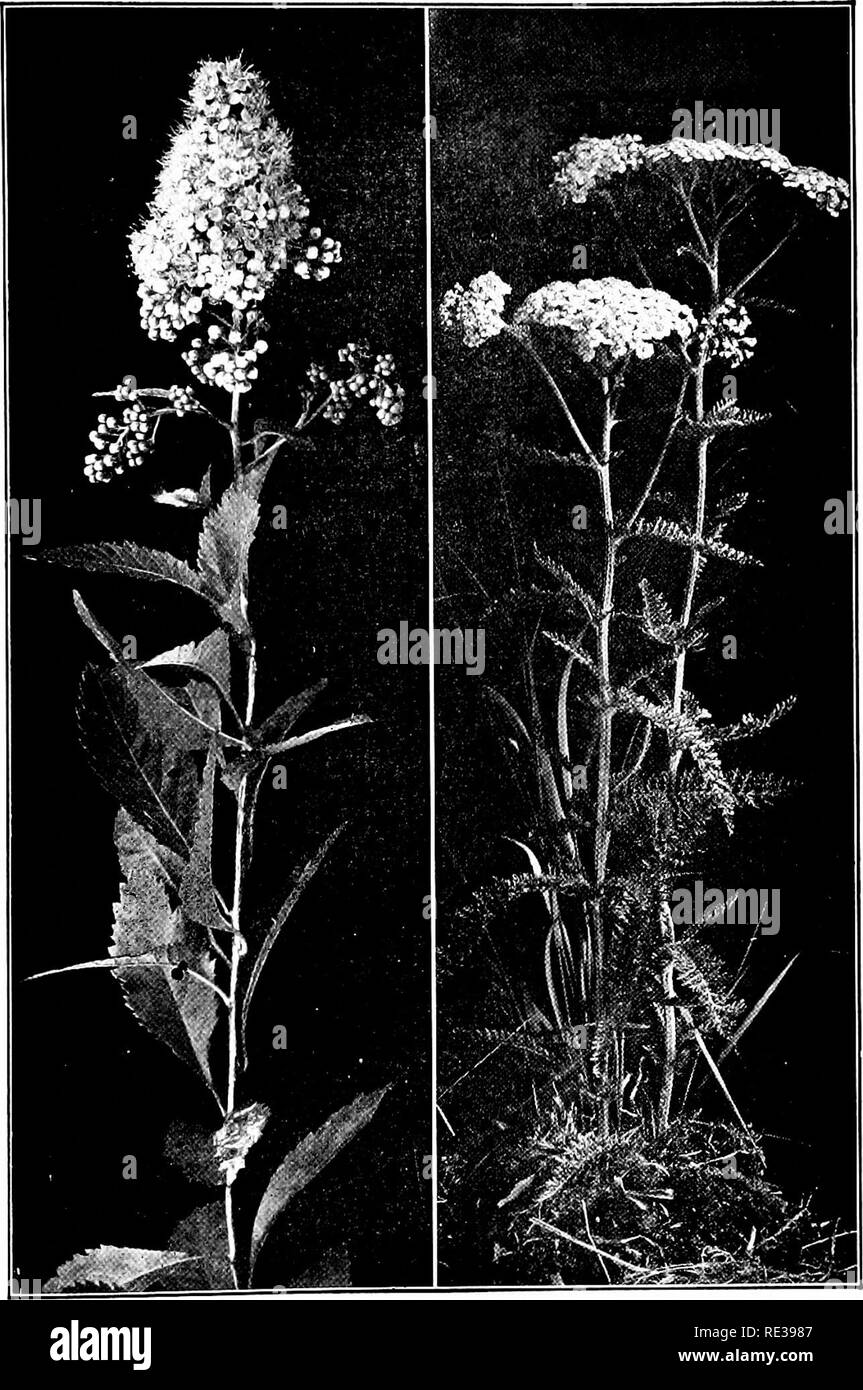 . Wild flowers every child should know, arranged according to color, with reliable descriptions of the more common species of the United States and Canada. Flowers. MEADOW SWEET. Spiraea salicifolia YARROW. Achillea Millefoliun. Please note that these images are extracted from scanned page images that may have been digitally enhanced for readability - coloration and appearance of these illustrations may not perfectly resemble the original work.. Stack, Frederic William, 1871-. New York. Doubleday, Page and Co Stock Photo